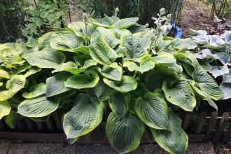 hosta - červik